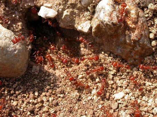 Ant colony infestation